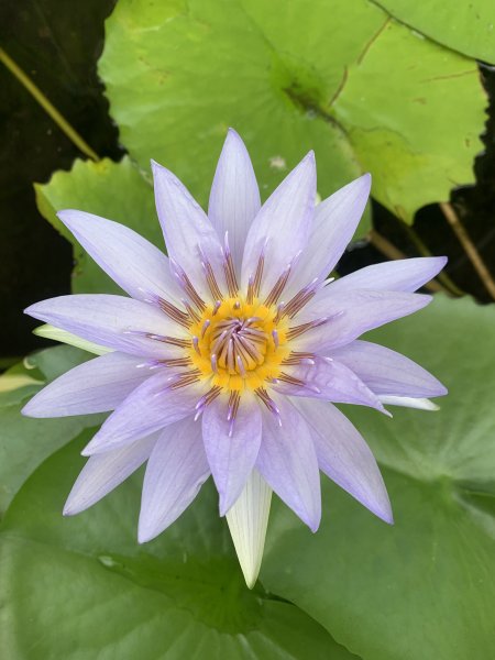 20250913苗栗三湖山2890825