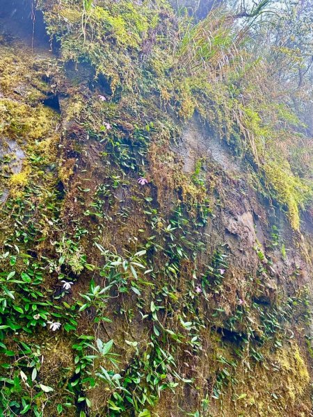 卡保石壁一葉蘭（耘夢谷上逐鹿山下O走）2809529