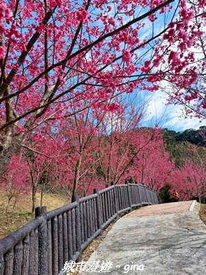 【苗栗獅潭】天晴賞花趣。 協雲宮櫻花步道x獅潭鄉神秘小徑x獅潭義民廟x銅鑼炮仗花海公園2999185