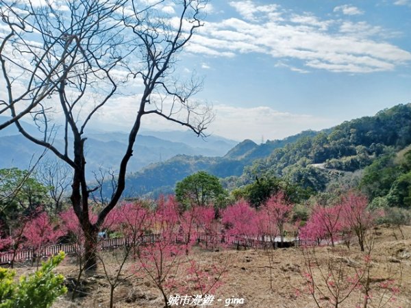 【苗栗獅潭】天晴賞花趣。 協雲宮櫻花步道x獅潭鄉神秘小徑x獅潭義民廟x銅鑼炮仗花海公園2999180