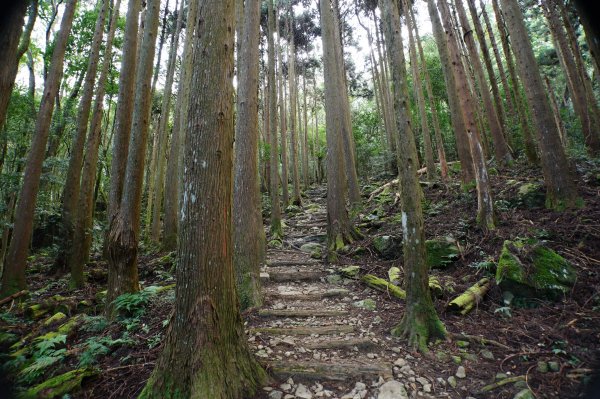 苗栗 南庄 加里山2963387