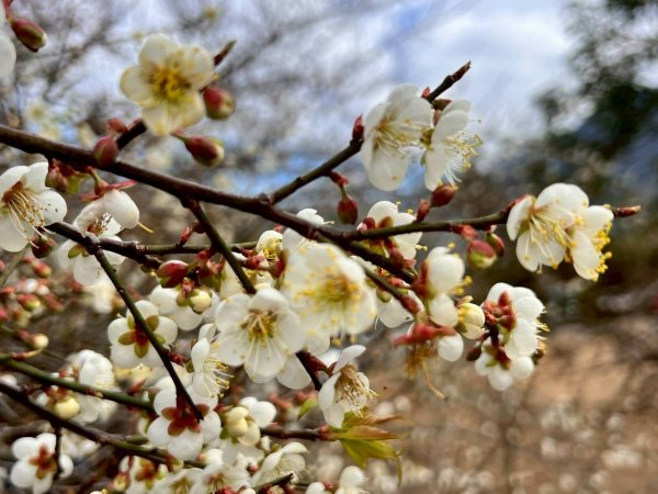 🌈1/17（六）蔡家古厝賞梅×梅子夢工廠×車埕老街✨FB：熊熊趴爬走🌈2983927