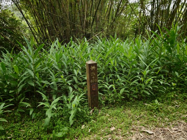 [淡蘭古道] 2026_0524 南路第五段_跑馬古道(下)-玉龍居3070173