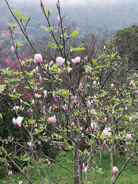 ~ 新春走跳賞《木蓮花》~523766