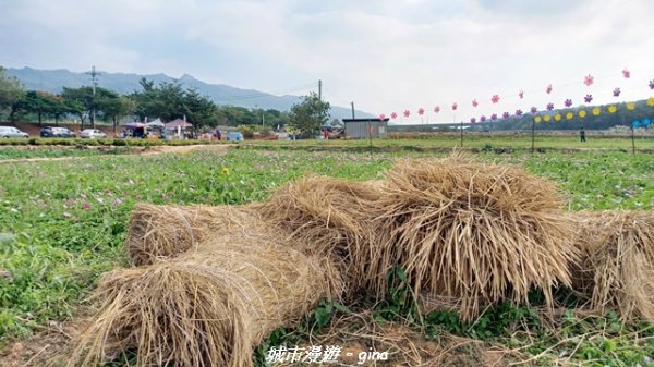 【苗栗】賞花趣~銅鑼杭菊x通霄蒜香藤花廊2945973