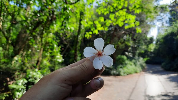 《台中》枕木黑松｜大坑步道5_1上5下202210291893440