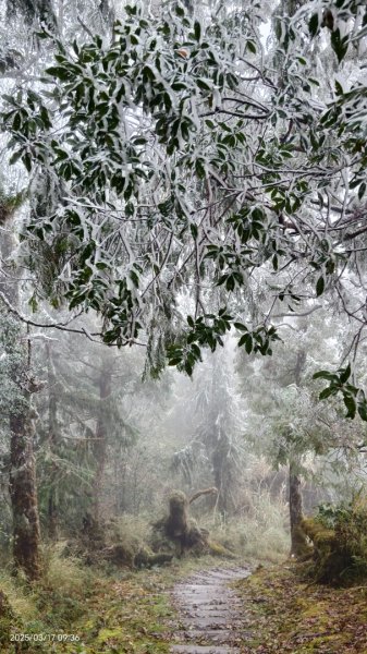 #望洋山 #太平山觀雲步道 #霧淞 #雲海 #帝雉 3/172737660