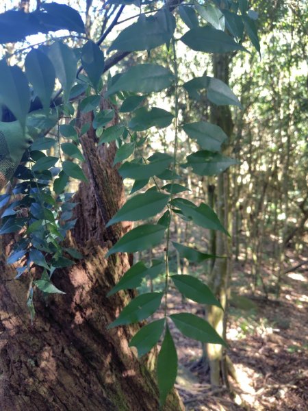 大竹溪山連走鞍輪名山3006900