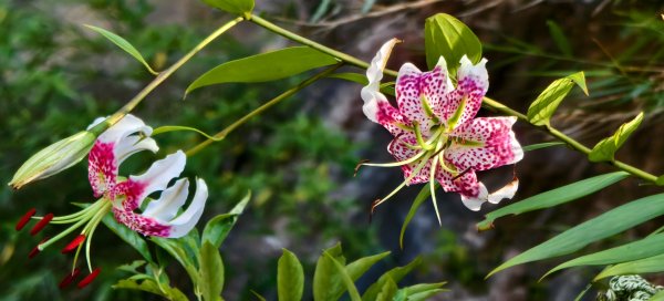 雲山水花鳥蝶-天龍國阿伯的日常 #艷紅鹿子百合 #大鳳蝶 #玉帶鳳蝶2863966
