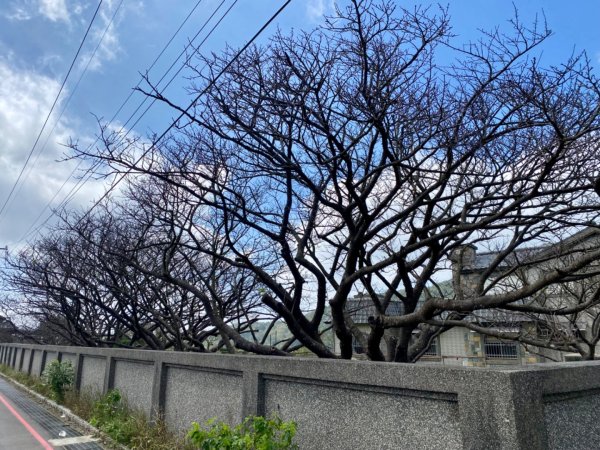 故宮～狗殷勤古道～平等里～平溪古道～小溪頭～大崙頭山～大崙尾山～東吳大學 O型連走2642658