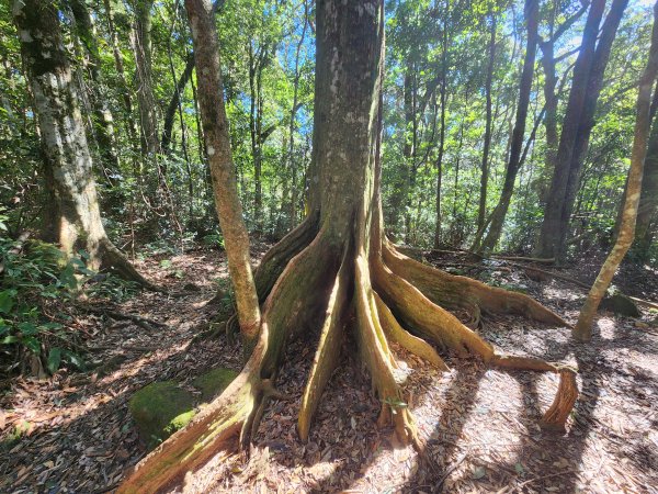 20250112貴妃山那結山外鳥嘴山蓮包山O型2727159