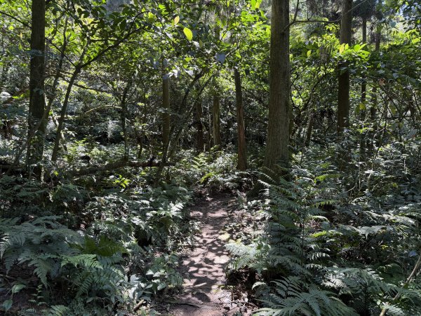[淡蘭古道] 2026_0315 南路第三段_獵狸尖步道3017269
