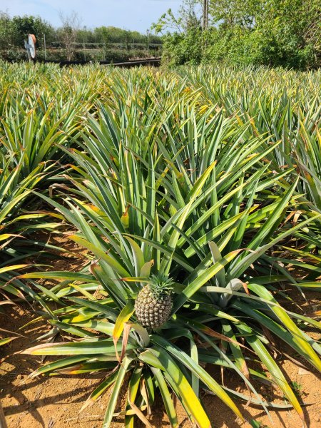 超級曬的一段小O2724204