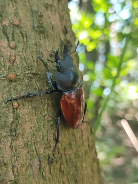 後花園散散步2936589