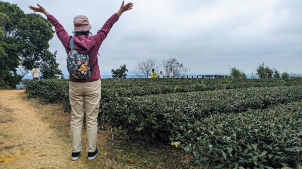 大北坑魯冰花2435727