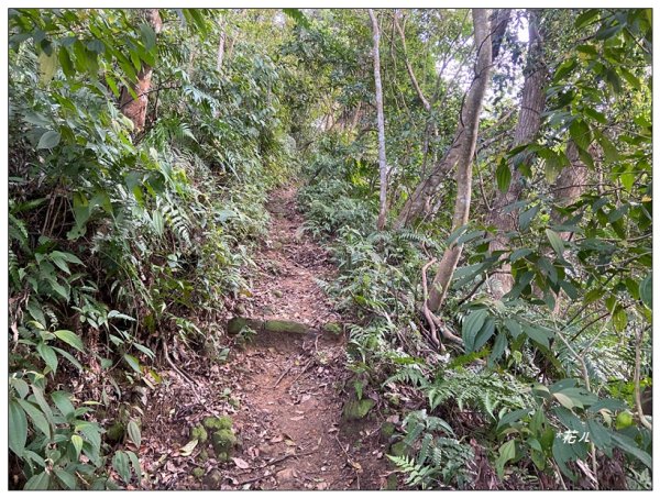 頭寮山、內湳溝山、牛角湳西南峰O型連走2738980