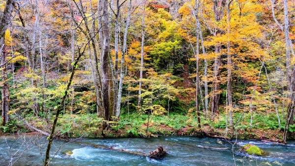 青森縣奧入瀨溪2929982