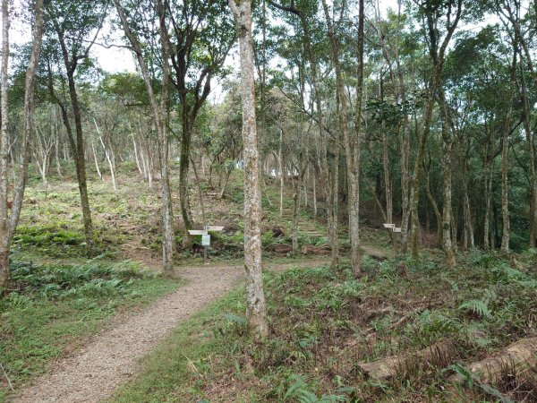 拳頭姆自然步道3007202