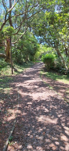 【2024觀音觀鷹尋寶任務】一日走完七條步道完成!2508402