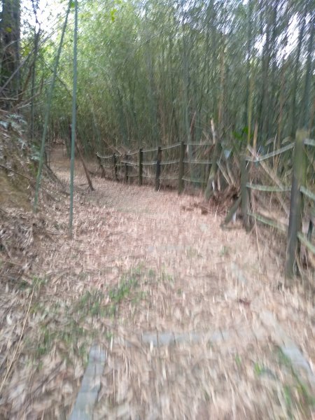 山塘背登山步道-竹林秘境1606256