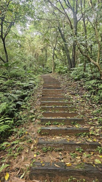 20251107大路崁登山步道-磺溪頭清水園區2930789