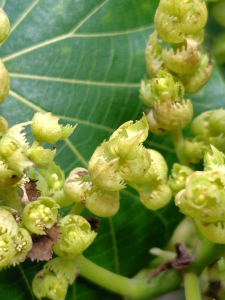 恆春大縱走連走白沙彌山出呆風草原2991459