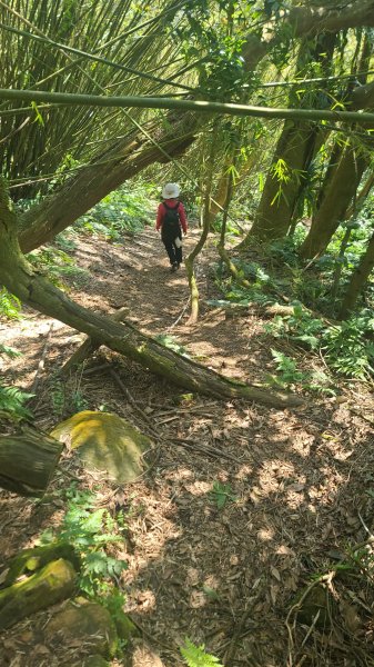 2025-0130溪和宮-大崎頭步道-鵝尾山-平溪步道-鵝尾山水田-42巷-溪山百年古圳-平菁步道2701873
