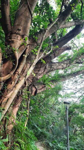 《台北》城市晨運｜虎山親山自然步道（松山慈惠堂）202505222795778