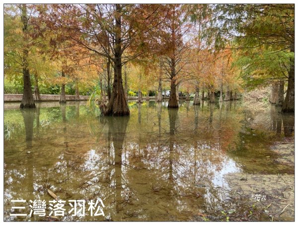 三灣落羽松秘境2676767
