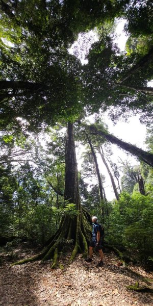 20251014雪見遊憩區 🚴‍♂️咖搭車走司馬限林道上東洗水山兩刷北坑山至大板根2916429