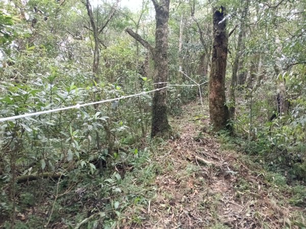 雙溪區打鐵寮山-鶯子嶺-坪溪山-烏山63號-烏山越嶺古道(坪溪山北峰)P字走3023724