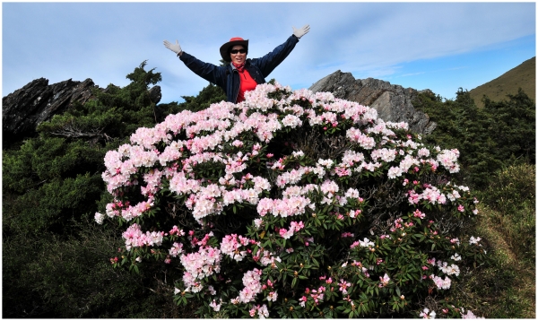 2016/05/09 石門山的高山杜鵑39546