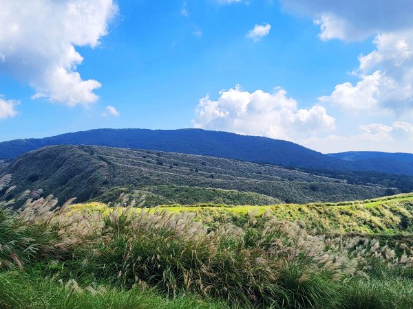 【芒花舞秋風】草山精典賞芒勝地連走2336399