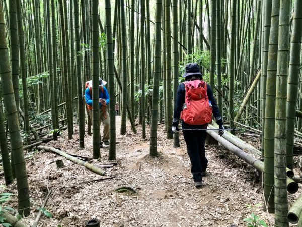 鳶嘴西稜香杉秘境走大崠山458367