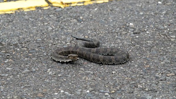 【新聞】玉山降級鬆綁新指引 巧遇野生動物愛注意