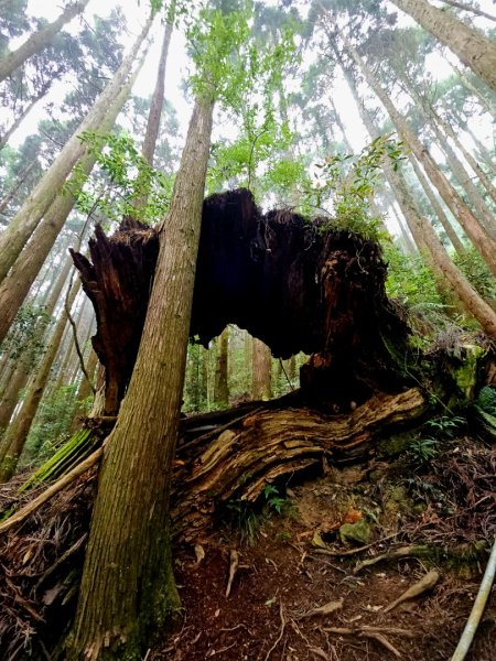 金柑樹山、忘憂森林步道-(南投)臺灣百大必訪步道2789394