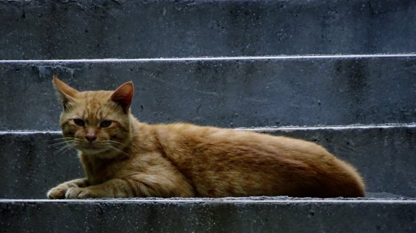 串珠步道,二砂灣砲台,大砂灣西東砲台,綠丘砲台,基隆塔2257492