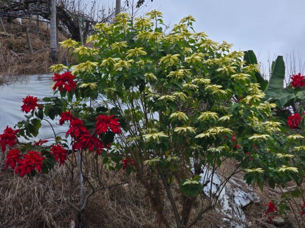 鳶嘴稍來山之楓紅／雲海2974092