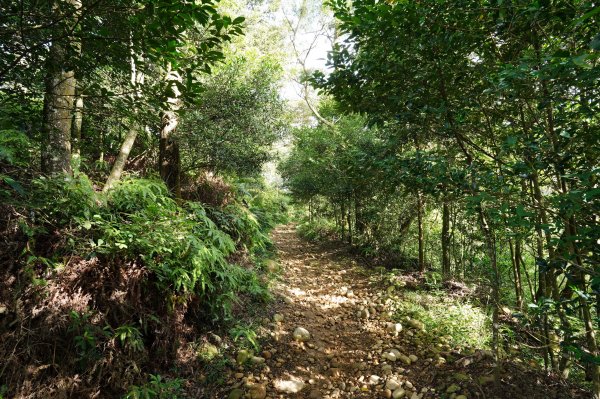 苗栗 長潭坑山、大坑尾山、三角山、雙峰山2598367