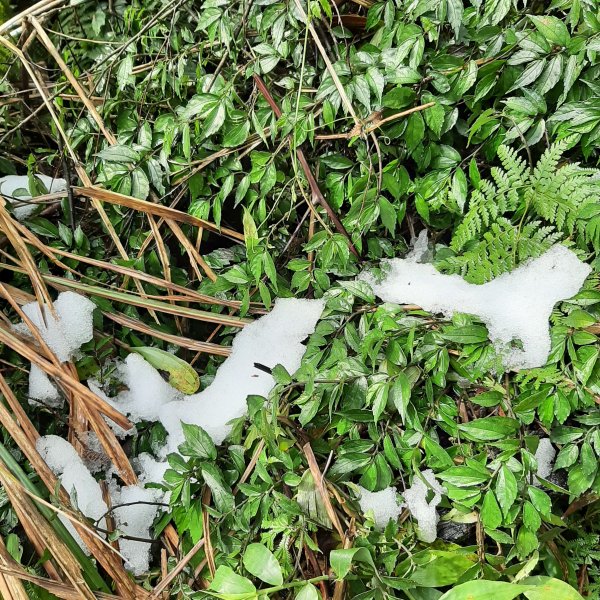 小百岳七星山。殘雪1233699