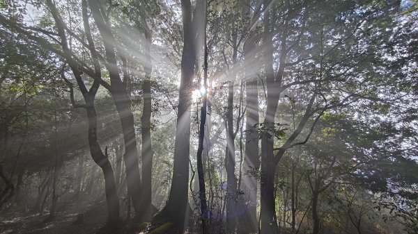屯野生台山、石麻達山2993164
