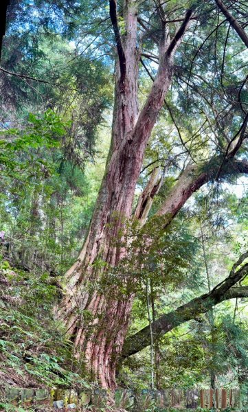 觀霧-檜山巨木群步道2925572
