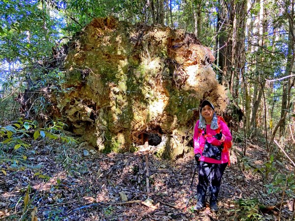 八仙山駐在所、東八仙山、八仙山O型走  1133217