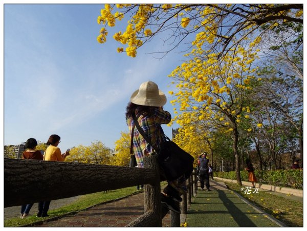 台中/廍子公園風鈴木865532