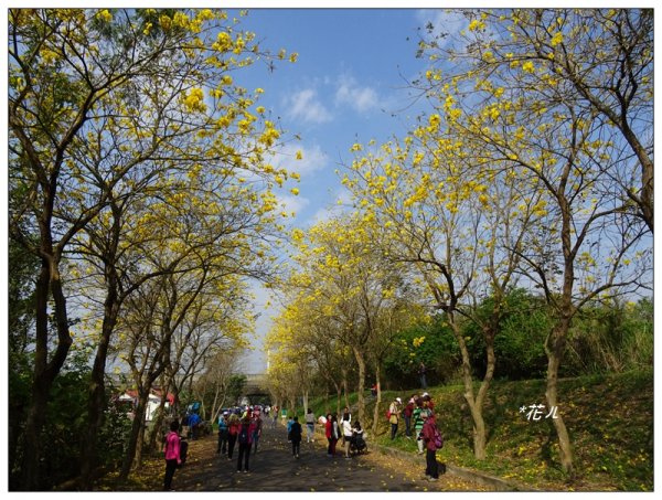 嘉義/朴子溪風鈴木874433