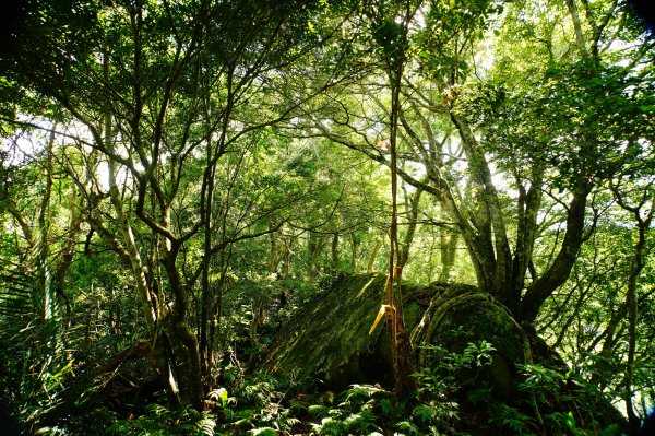 新竹 尖石 那羅山、煤源山3068663