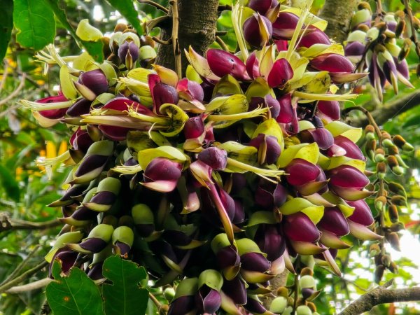 台中大坑頭嵙山（大冠鷲／木蜂／五色鳥／血藤花／鳳凰花）2756678