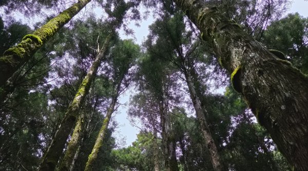 【中級山】宜蘭小百岳，三星山3131429