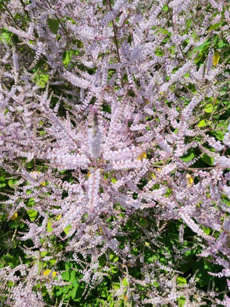 坑內坑後段超級曬2724202