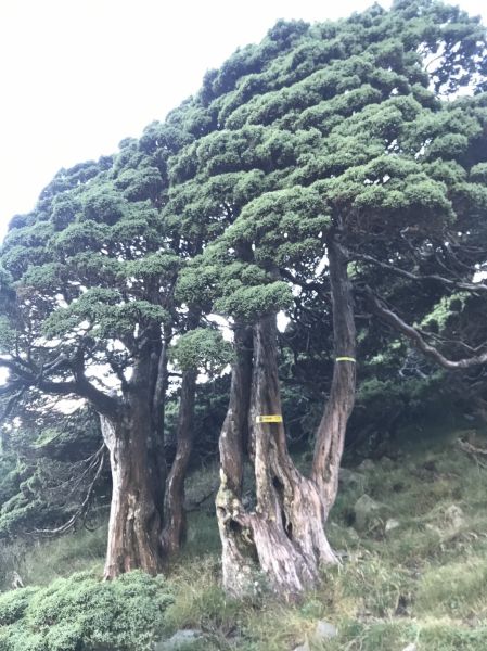 雪山主東峰行106.09.21-22195969